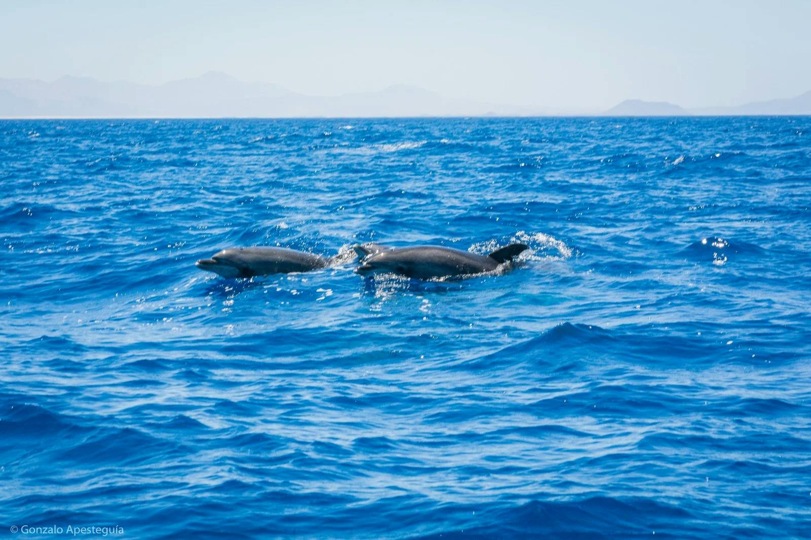 Dolphins: Graceful Guardians of the Sea in Lanzarote slider thumbnail 1
